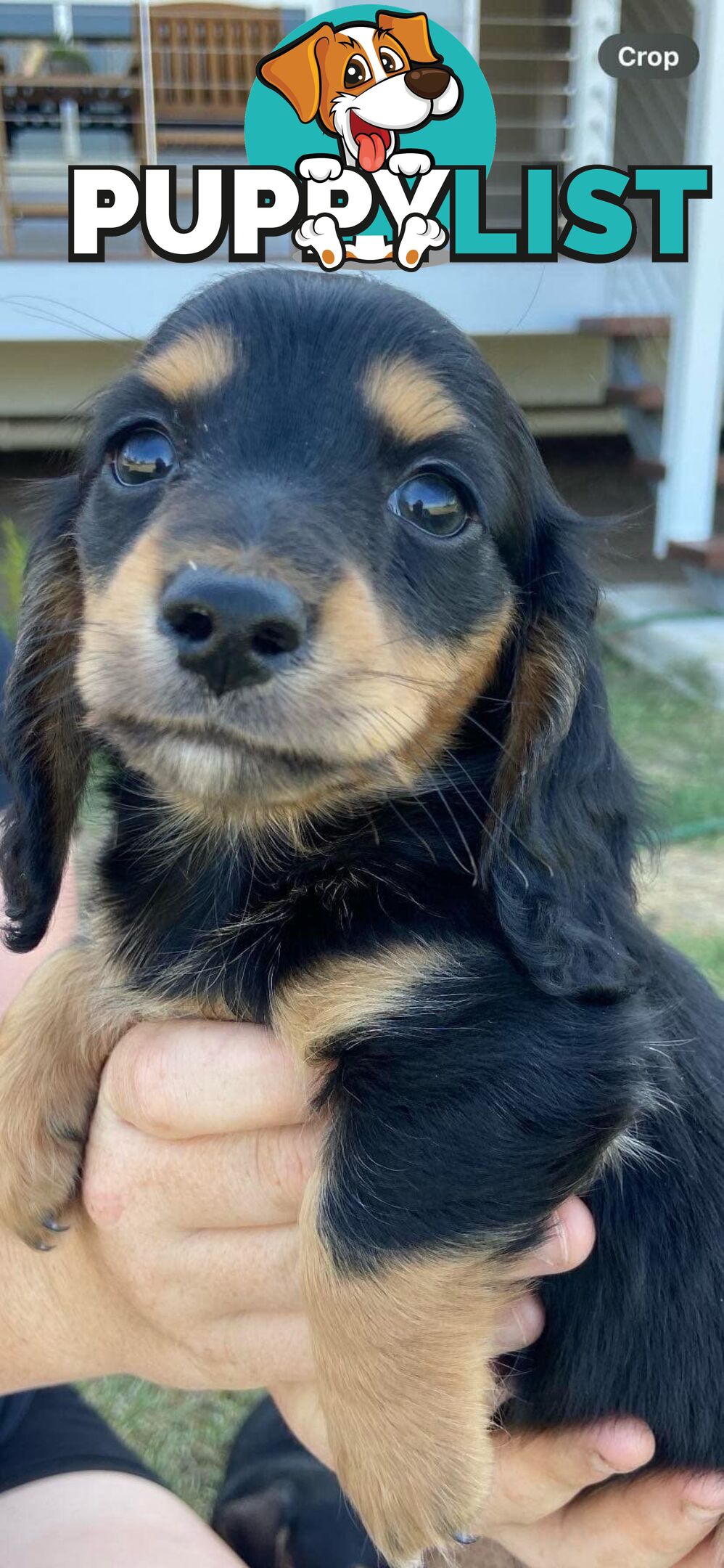 Purebred miniature dachshund puppies