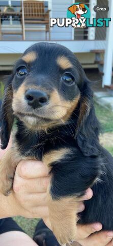 Purebred miniature dachshund puppies