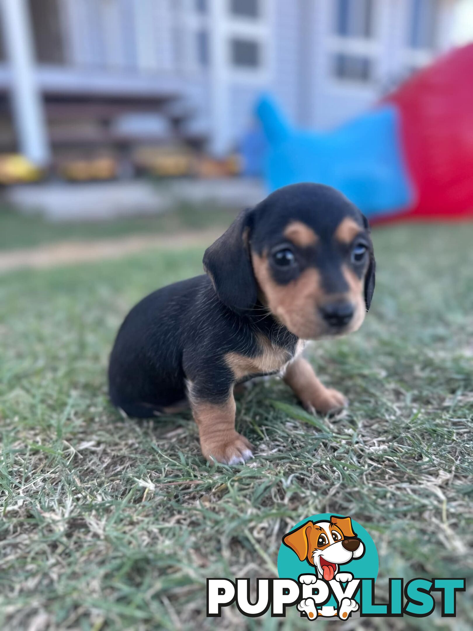 Purebred miniature dachshund puppies