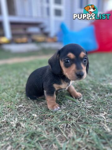 Purebred miniature dachshund puppies