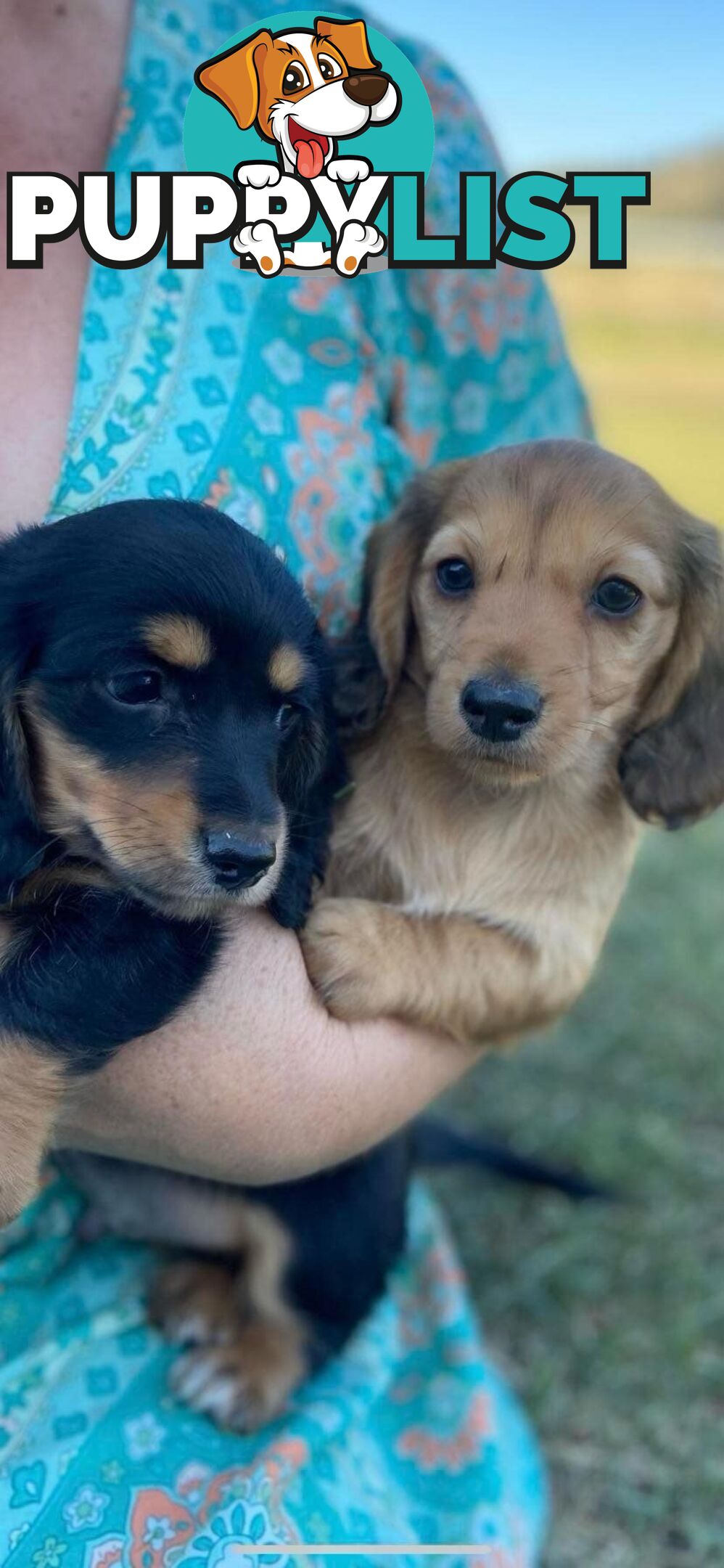 Purebred miniature dachshund puppies