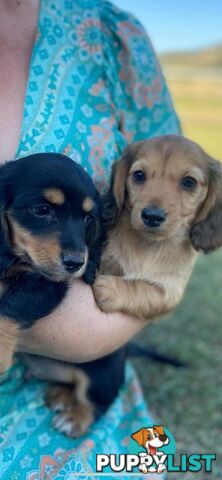 Purebred miniature dachshund puppies