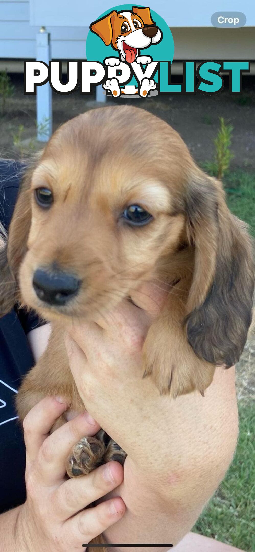 Purebred miniature dachshund puppies