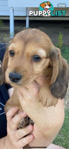 Purebred miniature dachshund puppies