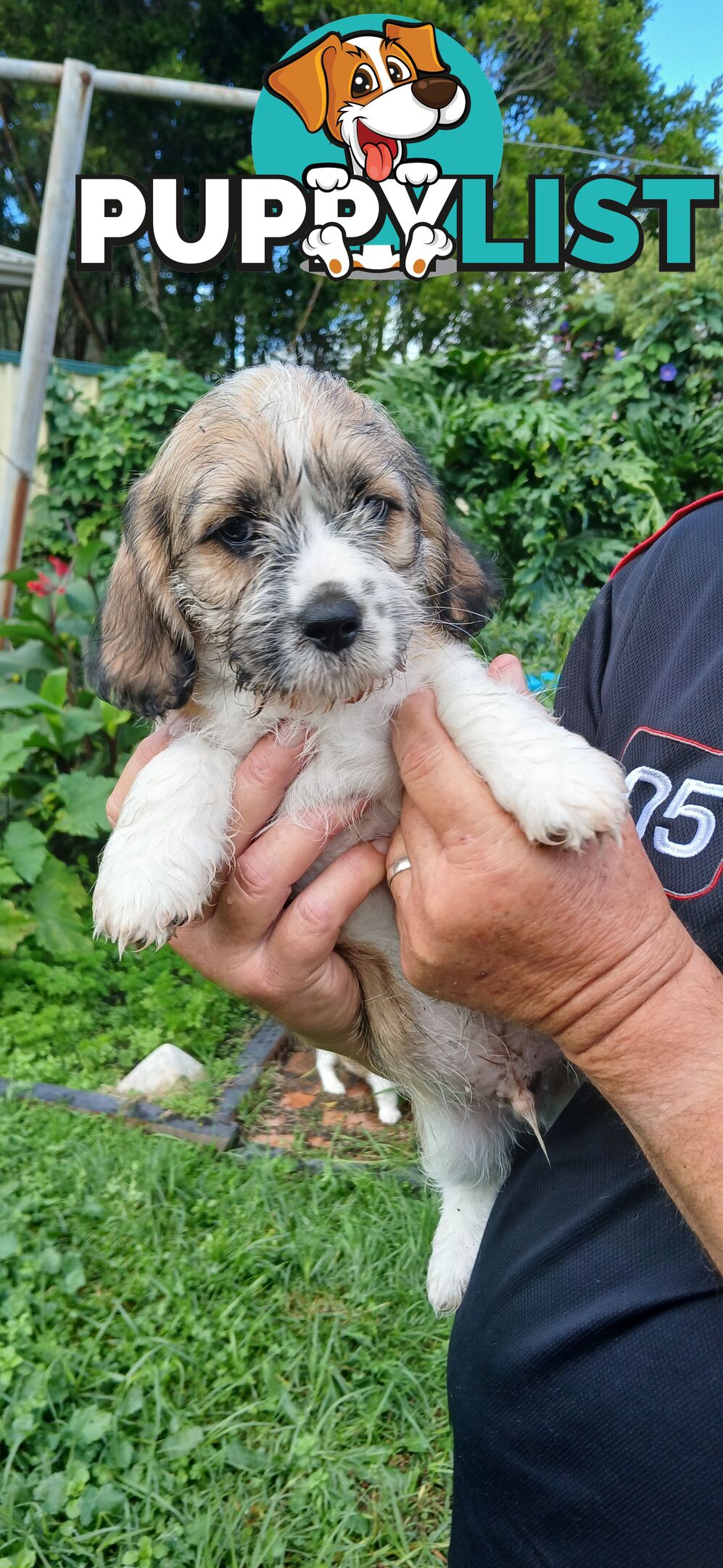 Maltegle (maltese x beagle)