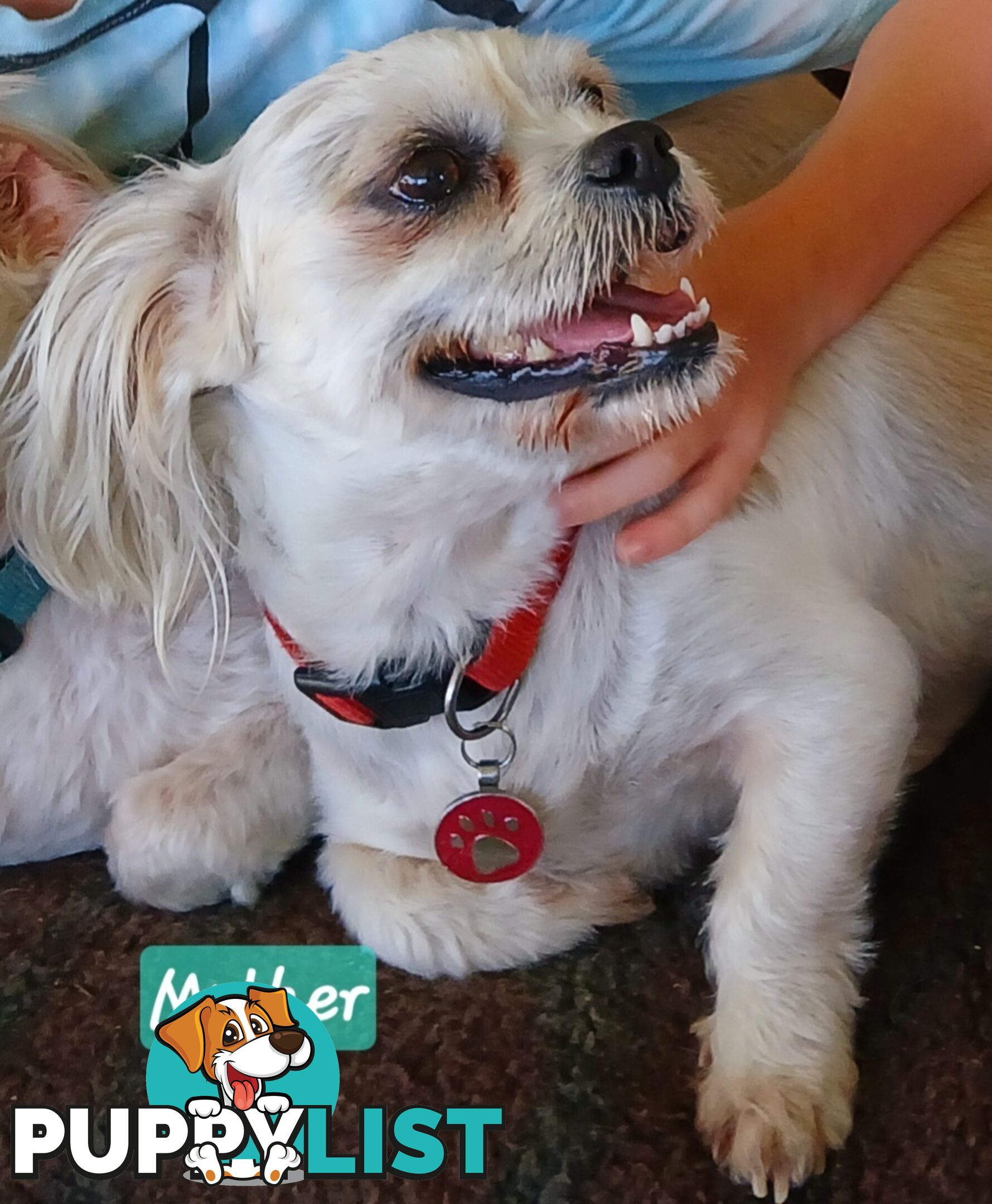 Maltegle (maltese x beagle)