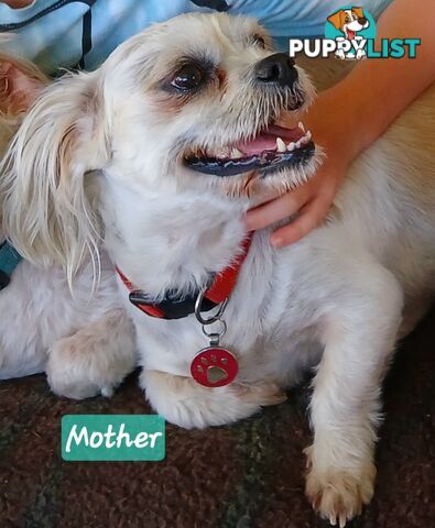 Maltegle (maltese x beagle)