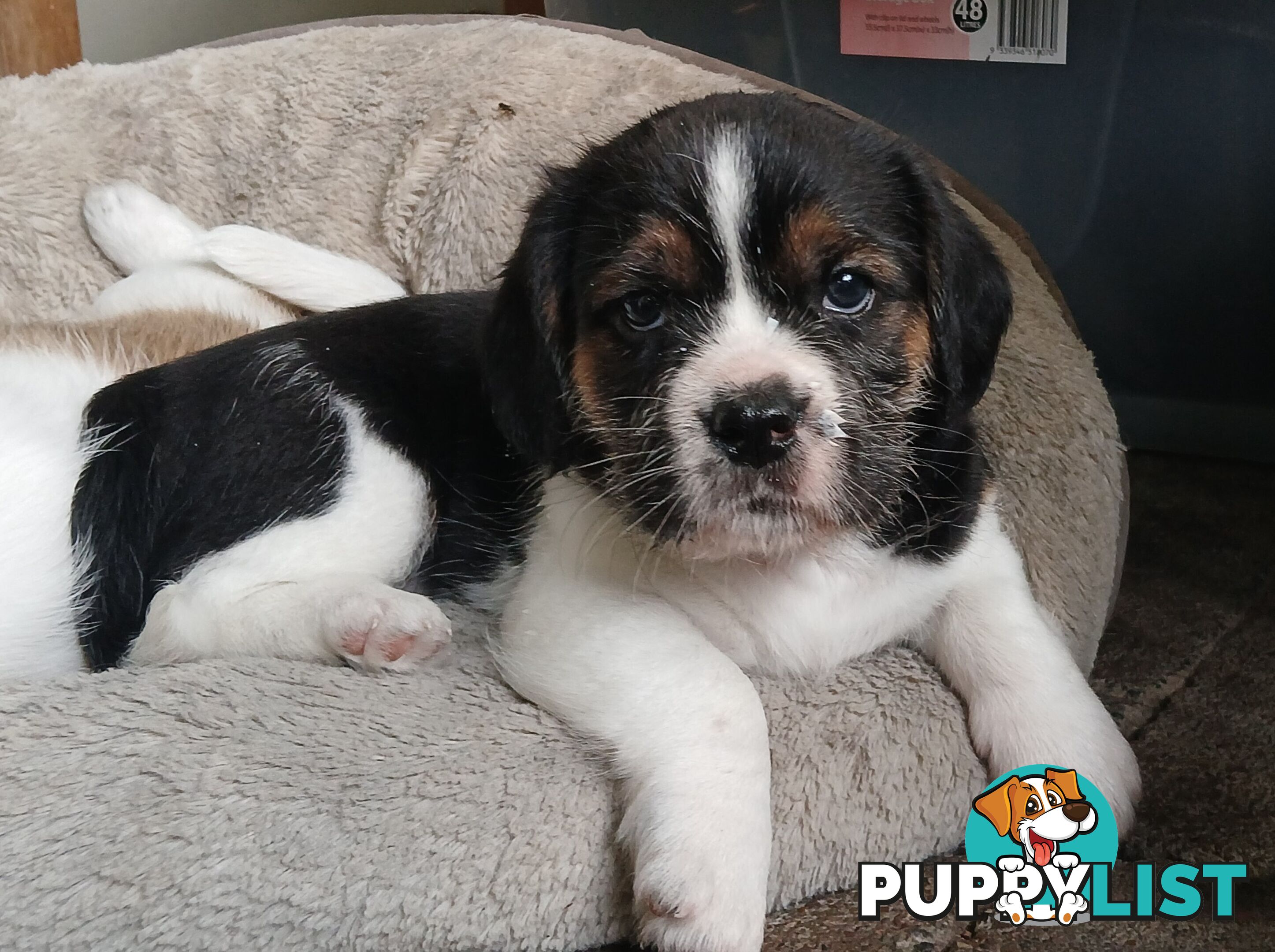 Maltegle (maltese x beagle)