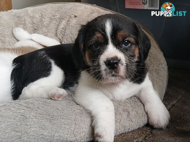 Maltegle (maltese x beagle)