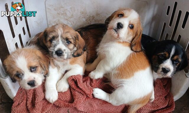Bea Tzu puppies