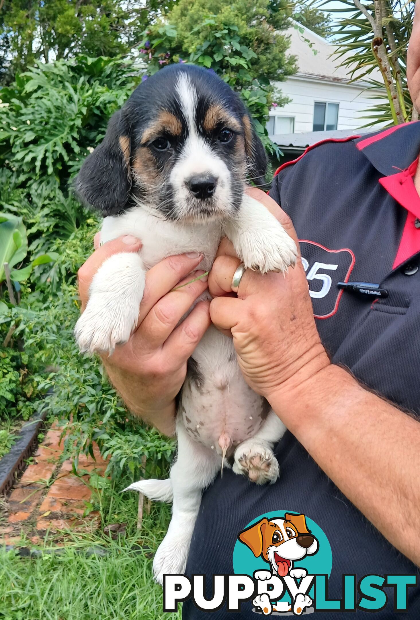 Maltegle (maltese x beagle)