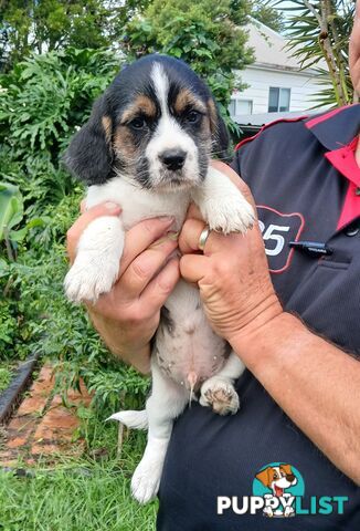 Maltegle (maltese x beagle)