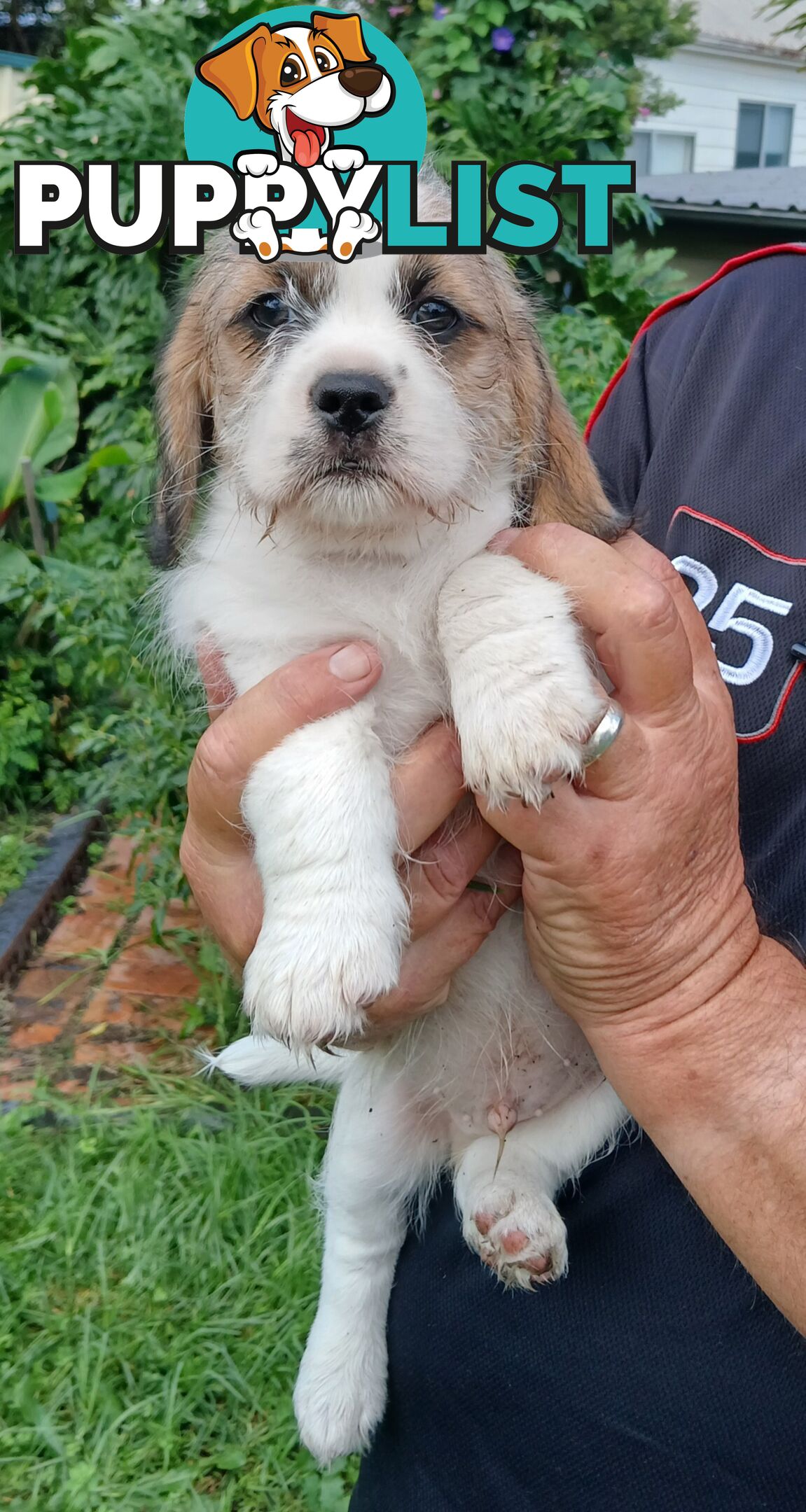Maltegle (maltese x beagle)