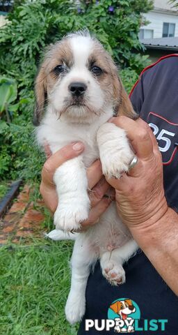 Maltegle (maltese x beagle)