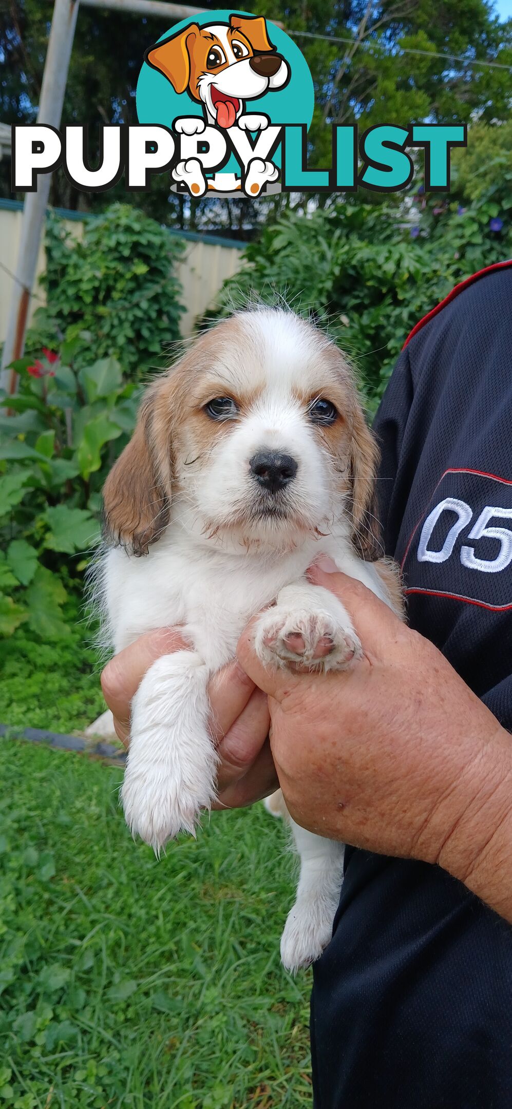 Maltegle (maltese x beagle)