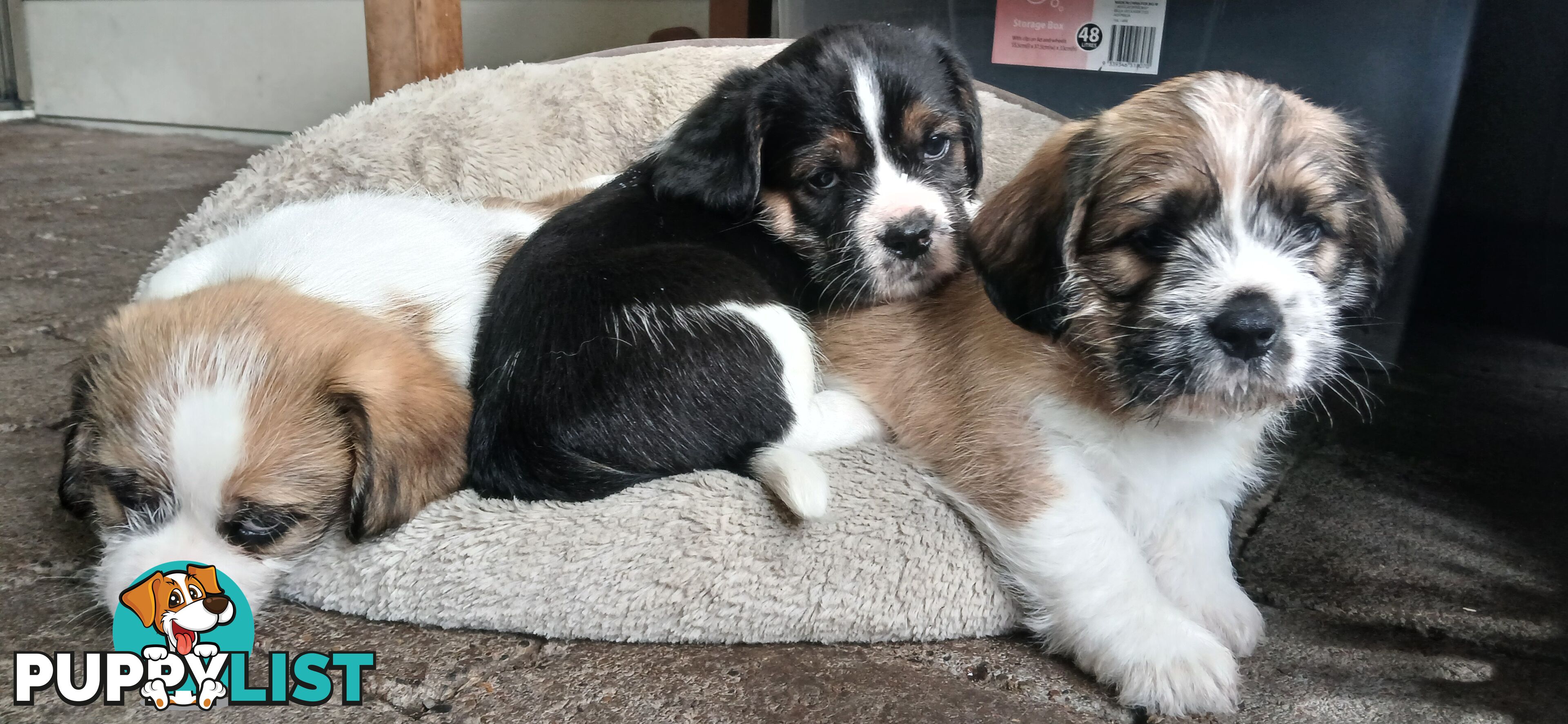 Maltegle (maltese x beagle)