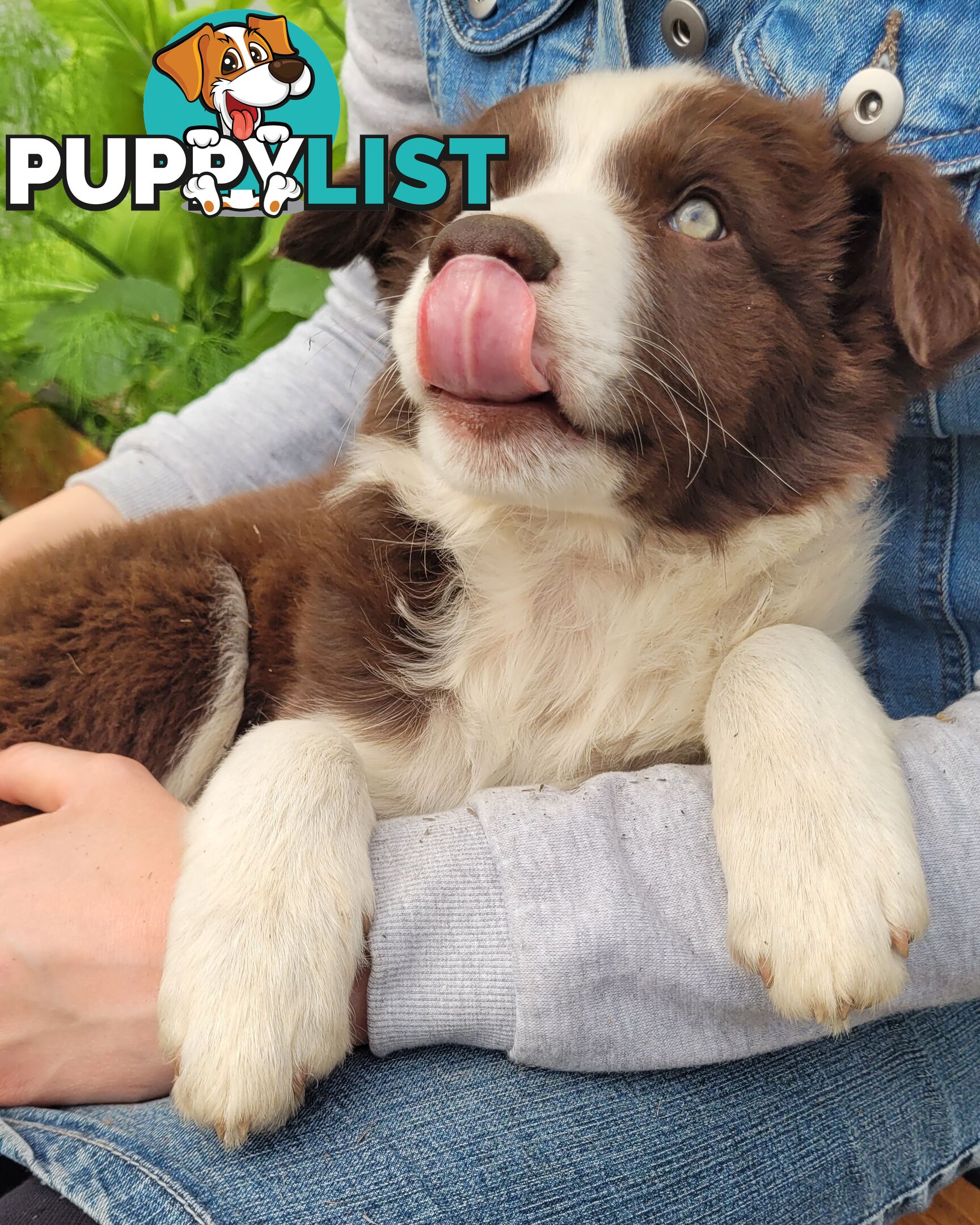 Border Collie Pups