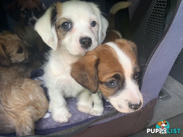 Cavoodle x pups