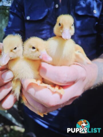 Baby pekin ducks