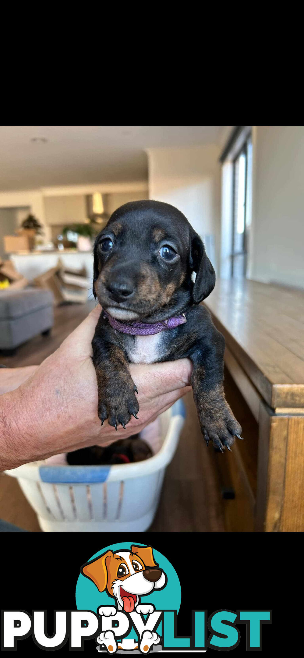 purebred mini dachshund puppies