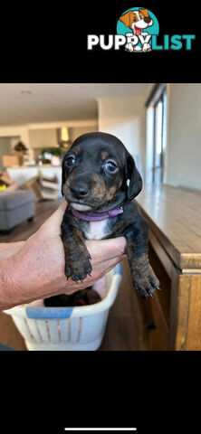 purebred mini dachshund puppies