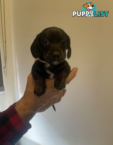 purebred mini dachshund puppies