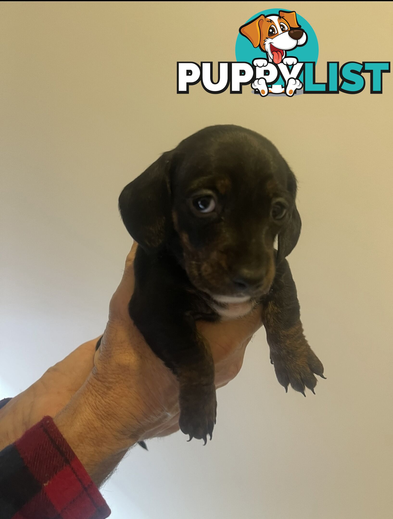 purebred mini dachshund puppies