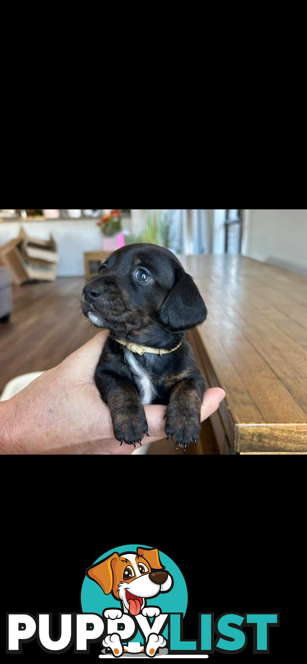 purebred mini dachshund puppies