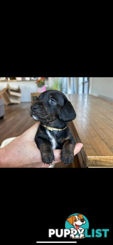 purebred mini dachshund puppies