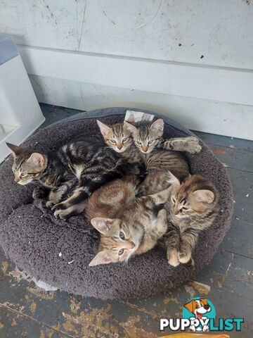 Giveaway Tabby Kittens