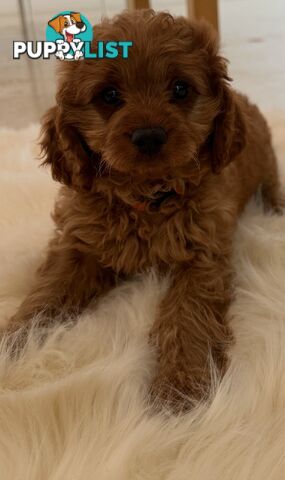 Cavoodle