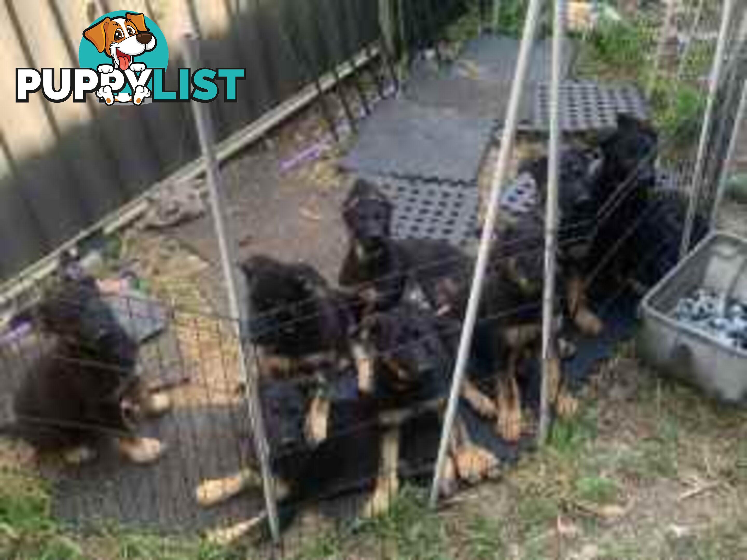 German Shephard Puppies