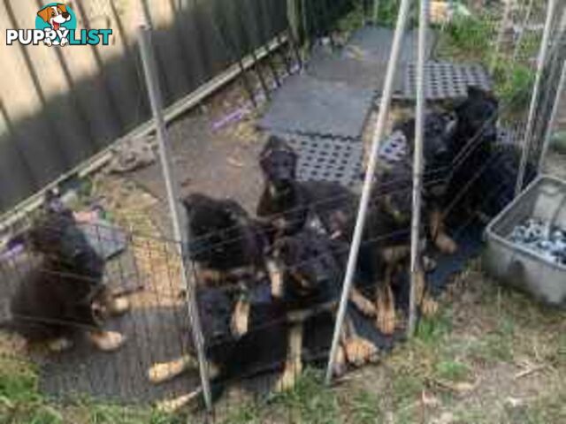 German Shephard Puppies