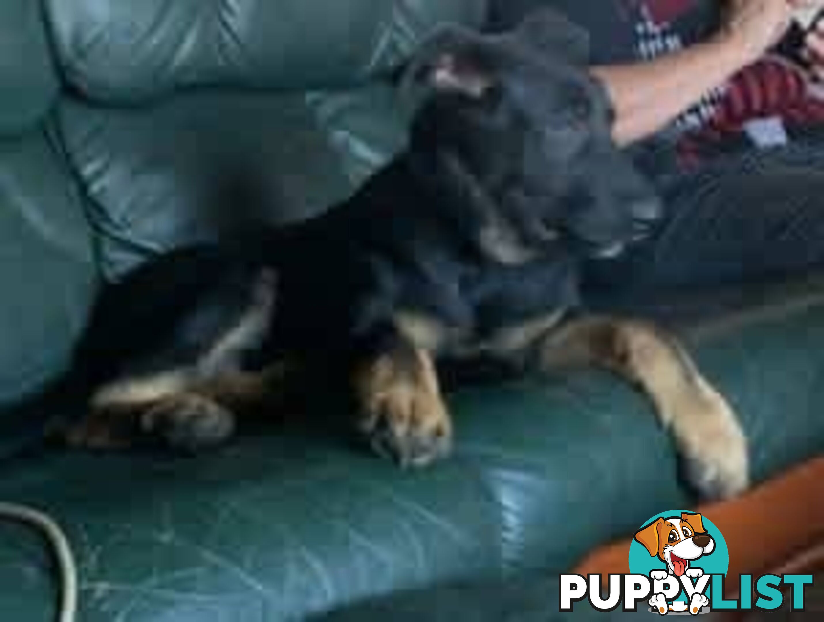 German Shephard Puppies