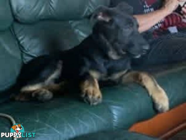 German Shephard Puppies