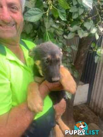 German Shephard Puppies