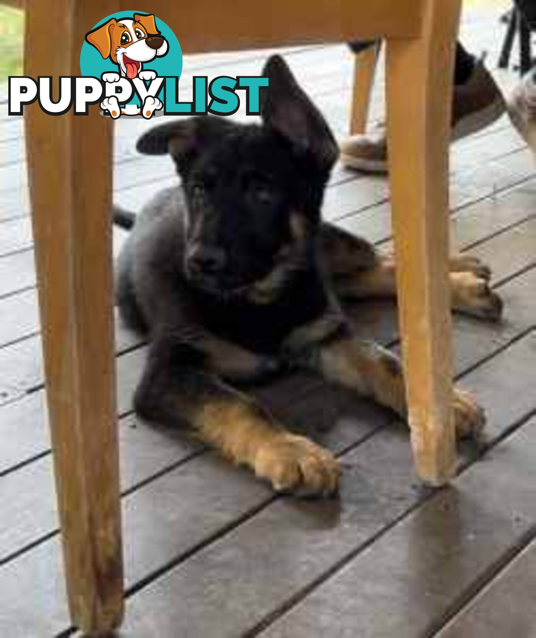 German Shephard Puppies