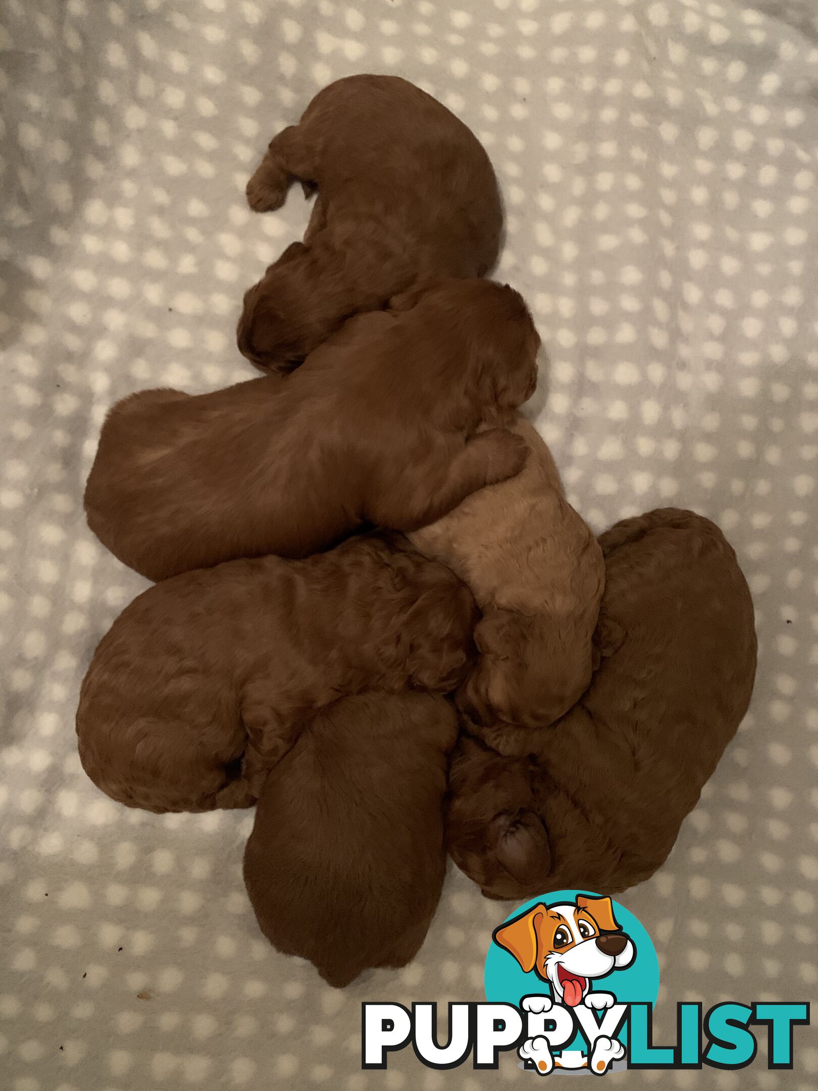 STUNNING  DNA CLEAR TOY/MINI POODLE STUD