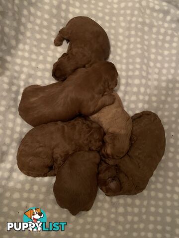 STUNNING  DNA CLEAR TOY/MINI POODLE STUD