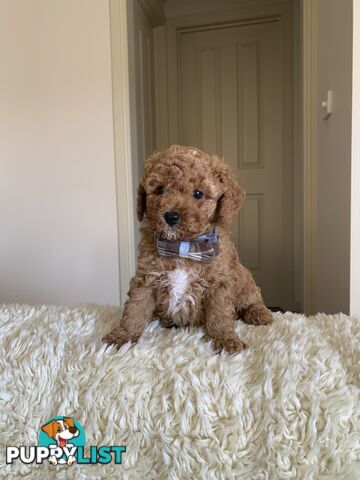 Gorgeous  Toy Cavoodles