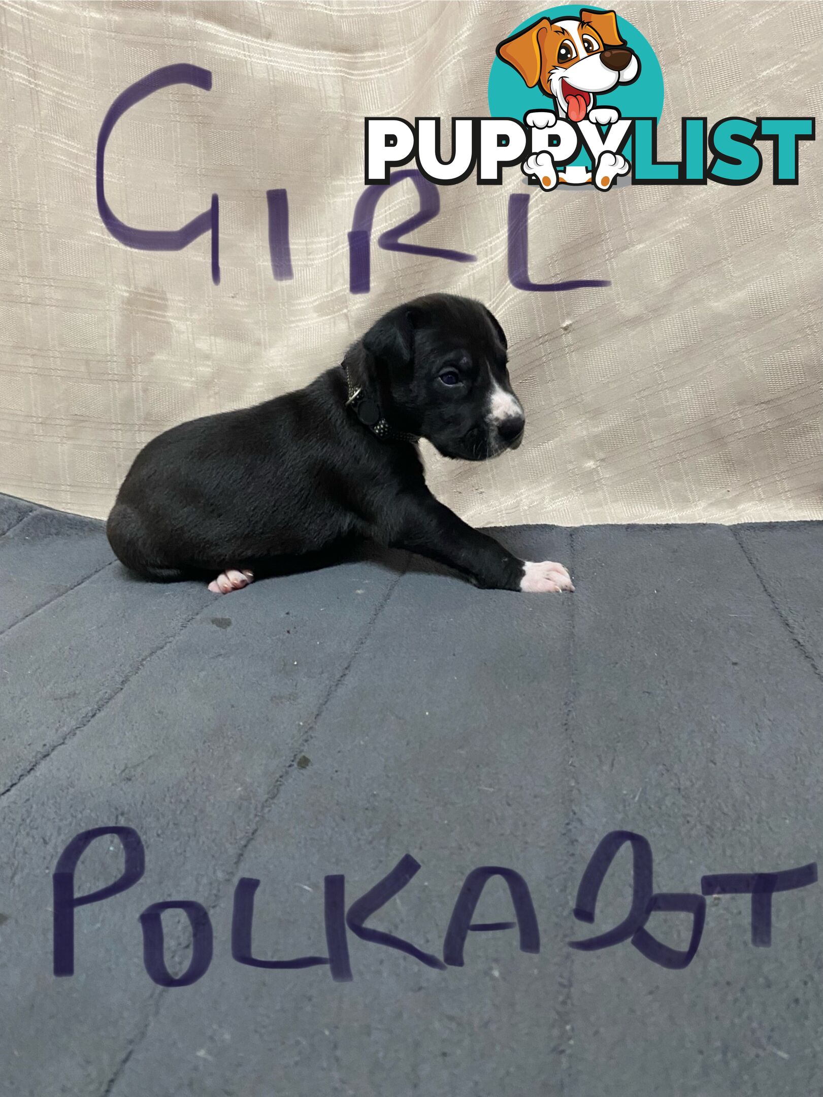 Great Dane purebred puppies