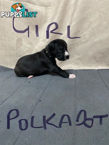 Great Dane purebred puppies