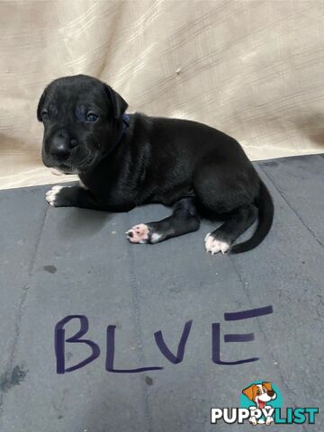 Great Dane purebred puppies