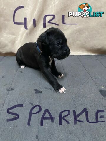 Great Dane purebred puppies