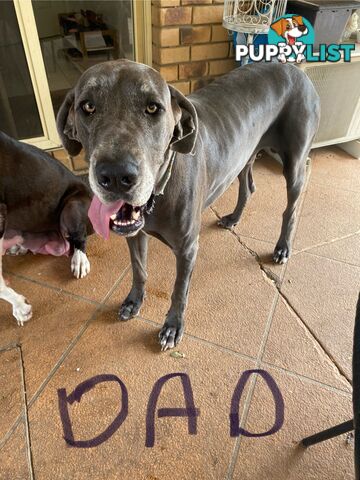 Great Dane purebred puppies