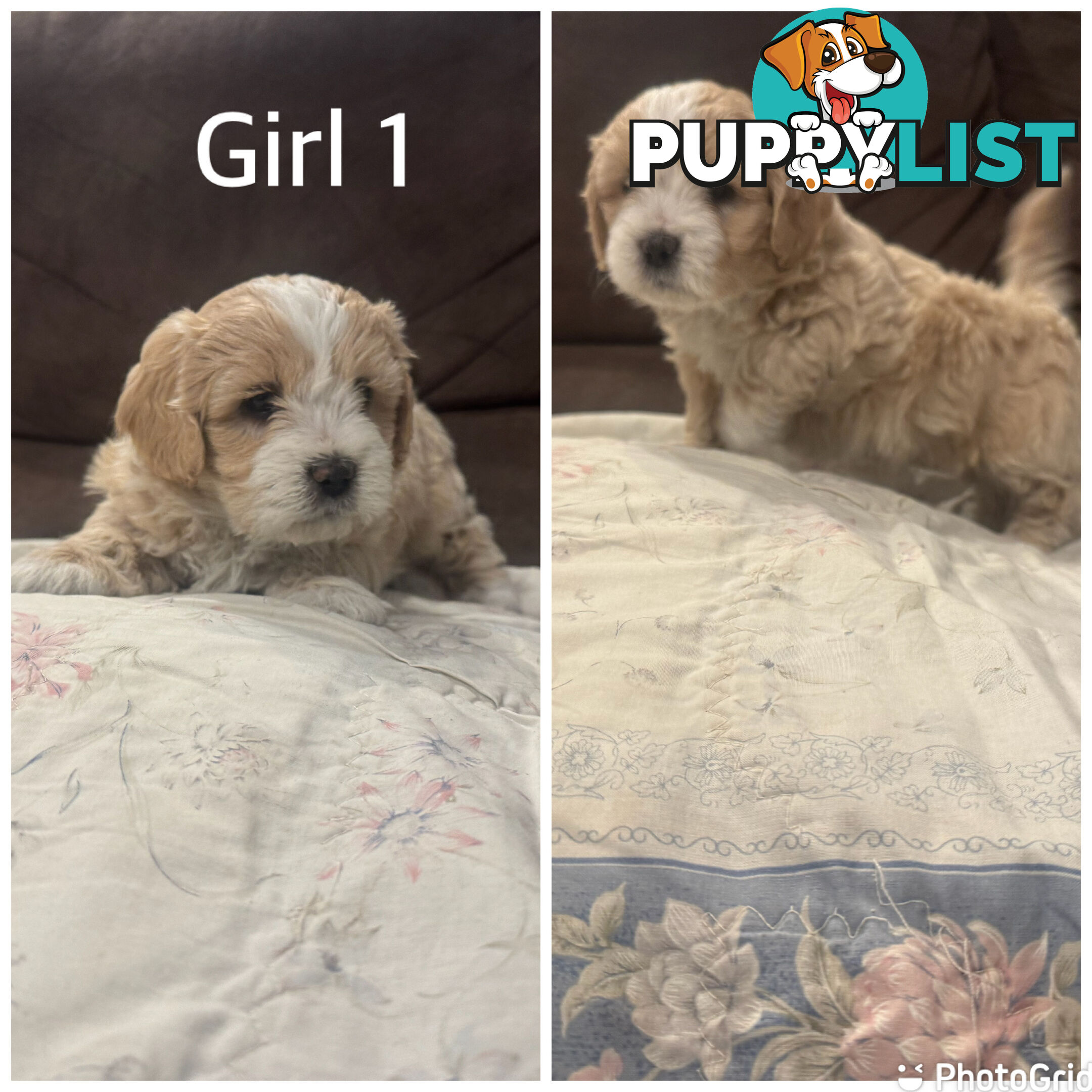 Maltese Shih Tzu puppies