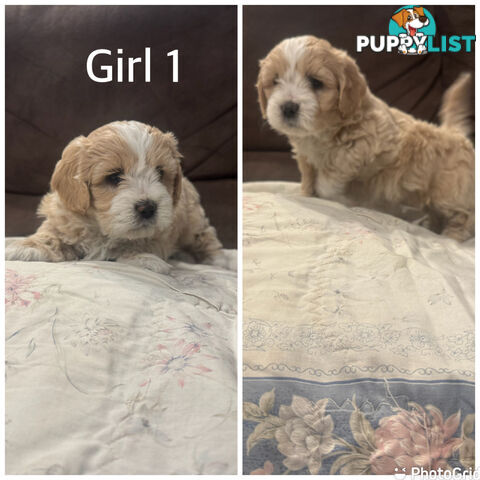 Maltese Shih Tzu puppies