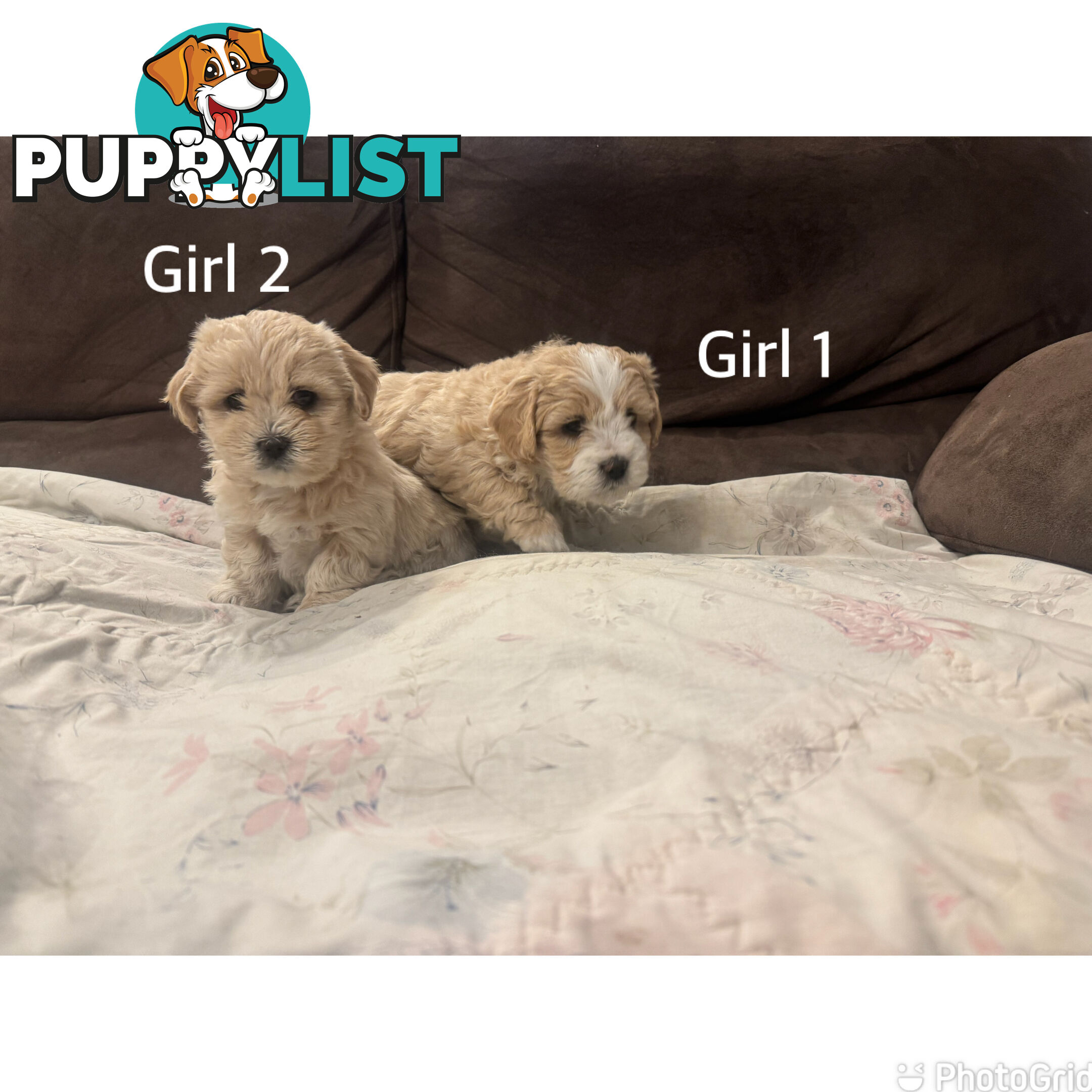 Maltese Shih Tzu puppies