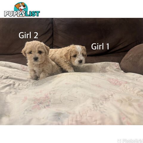 Maltese Shih Tzu puppies