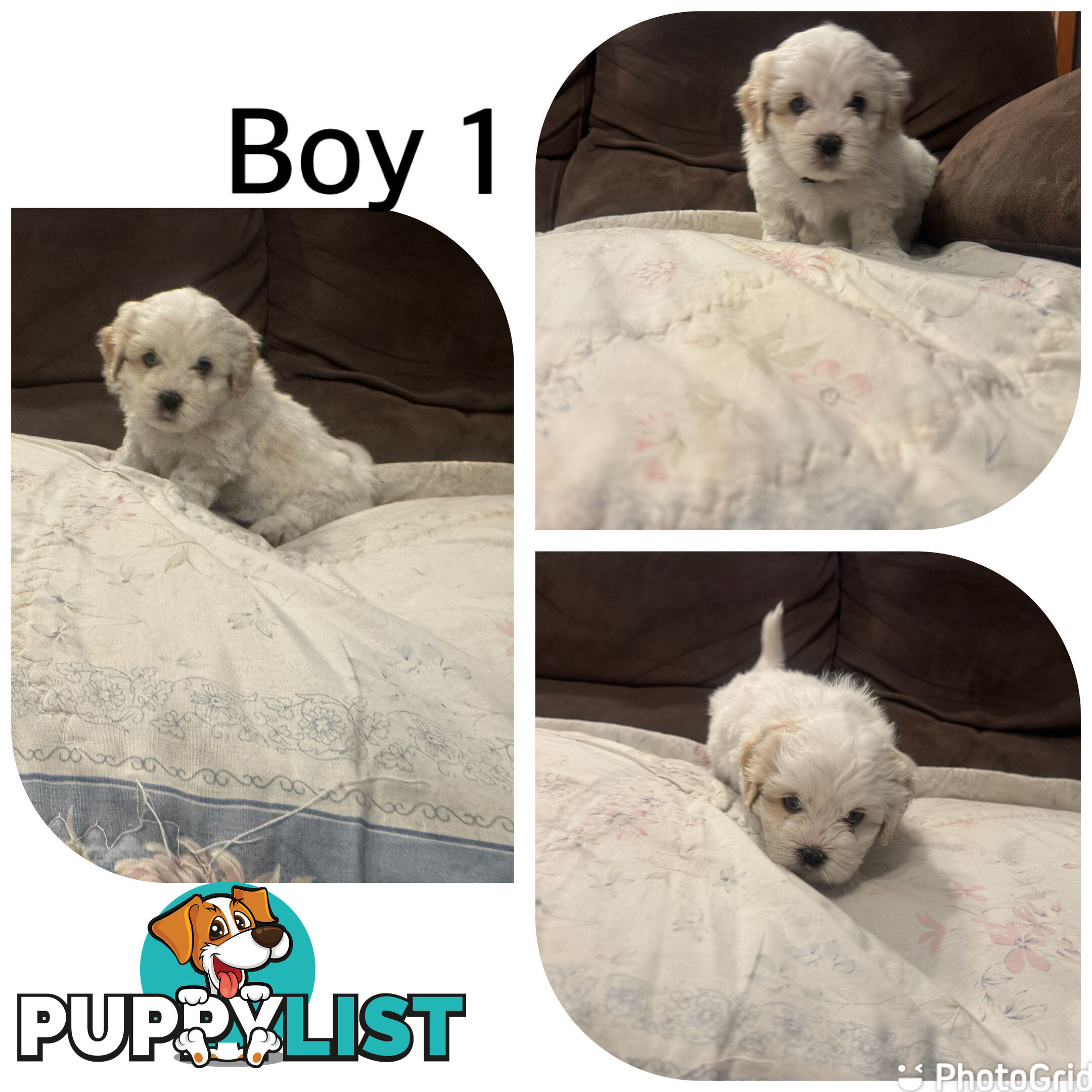 Maltese Shih Tzu puppies